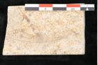 Foto (Detailansicht) von Olea noti Unger (NHMW-GEO-2024-0188-8147)